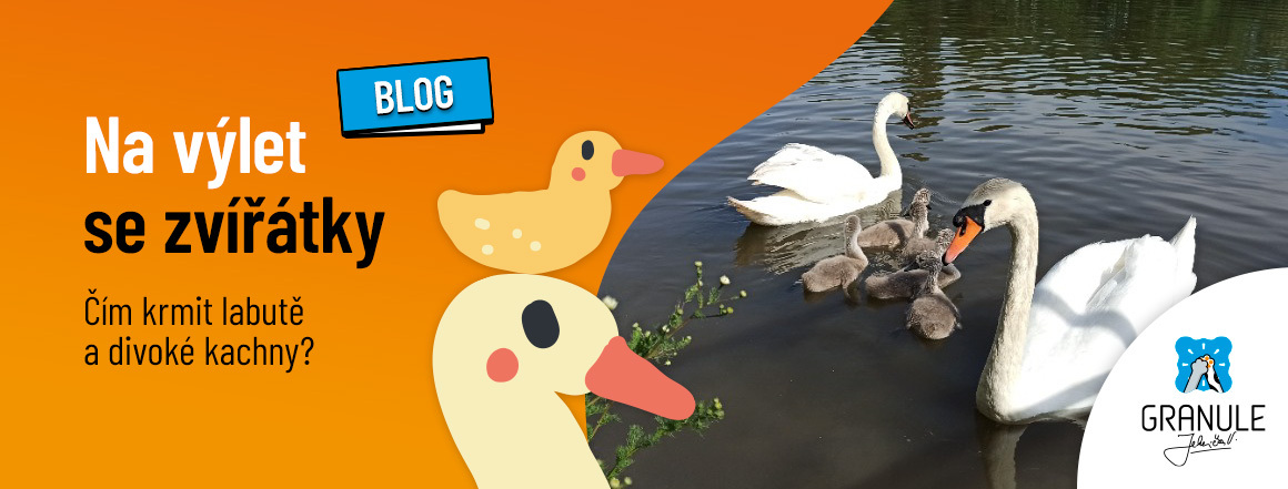 web_1160x441_blog_2022_labute_a_kachny